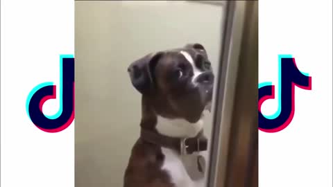 Badass And Funny Dogs I found on TikTok!