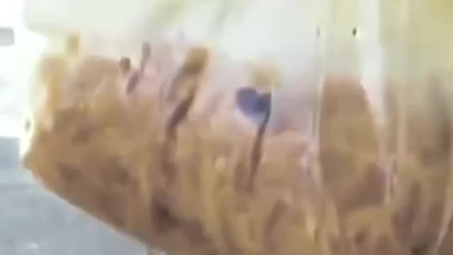 Bolsonaro é o último obstáculo do comunismo