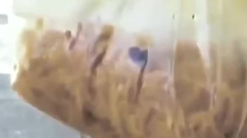 Bolsonaro é o último obstáculo do comunismo