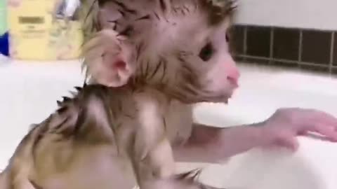 The lovely little monkey is enjoying the happiness of bathing