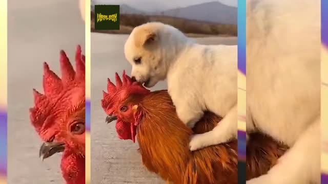 Puppy And Rooster Have Beautiful Friendship