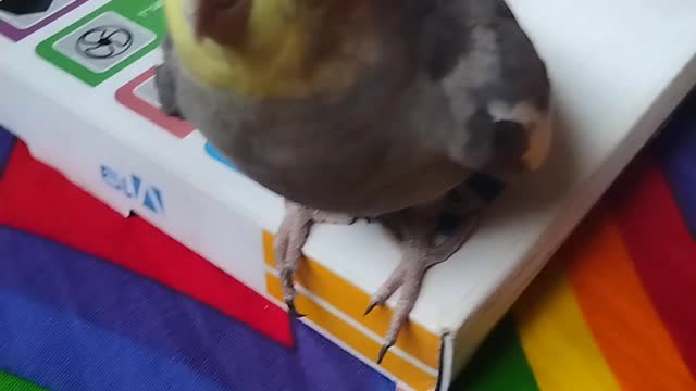 Bird singing iphone ringtone