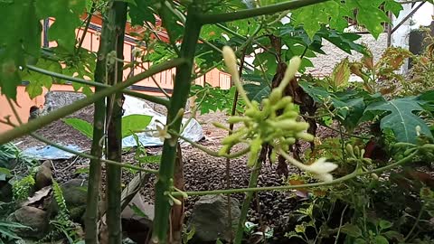 Beautiful Papaya Flowers