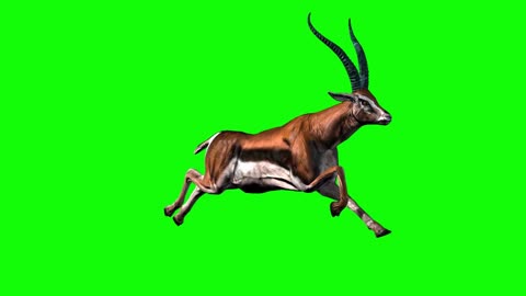 antelope animal display compound
