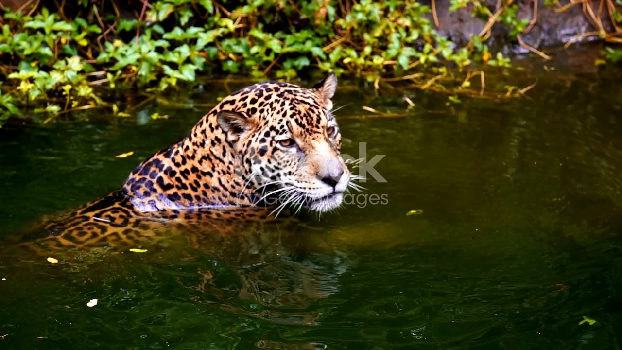 The Secret Life of Jaguars: Jungle's Mysterious Big Cats