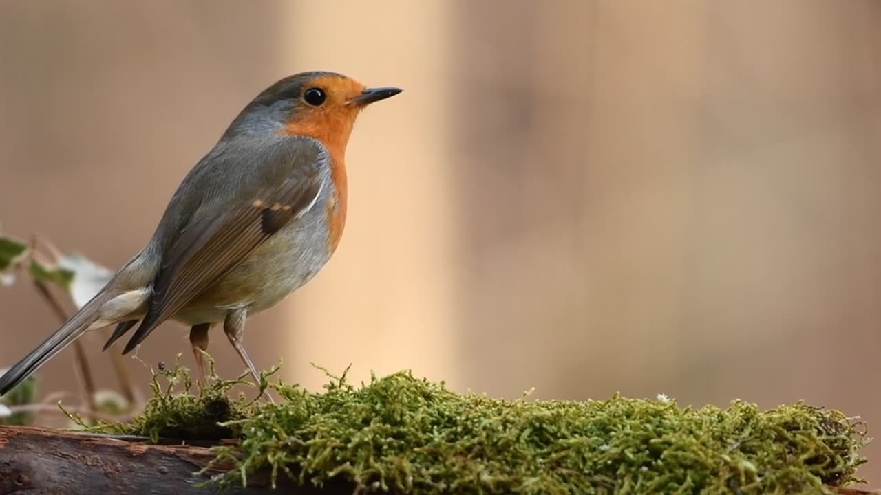 A robin bird stands on a tree branch and beautiful nature