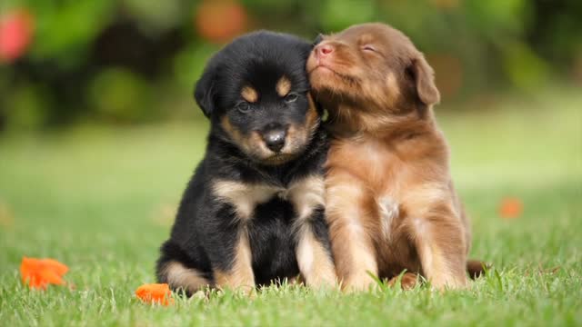 Love between two innocent dogs