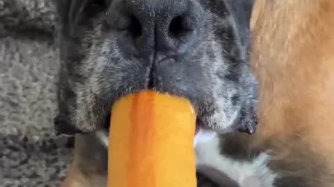 Titus guards his Bone Fiercely #viral #shorts #short #dog #funny #bone #boxer #shortsviral