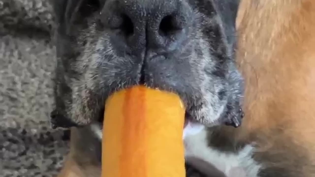 Titus guards his Bone Fiercely #viral #shorts #short #dog #funny #bone #boxer #shortsviral