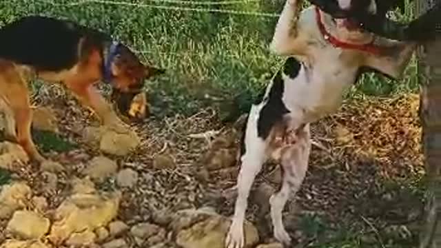 Pitbull and German shepherd play