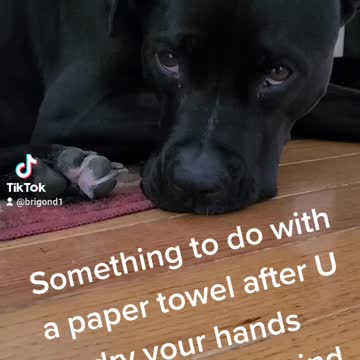 Mink, pitbull mix welcomes all attention