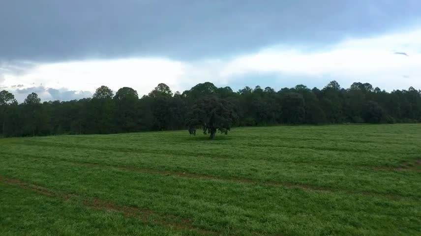 Aerial tour of a meadow in a large forest