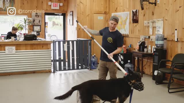 Aggressive German Shepherd attacks trainer during aggressive behavior training