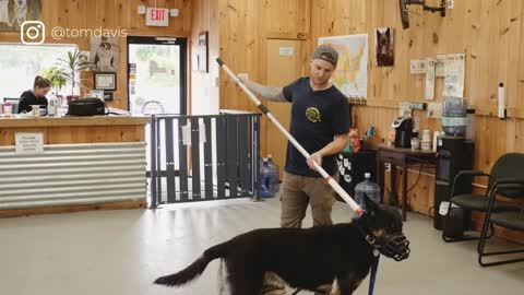 Aggressive German Shepherd attacks trainer during aggressive behavior training