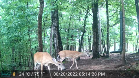 The Woods – 08/21/2022