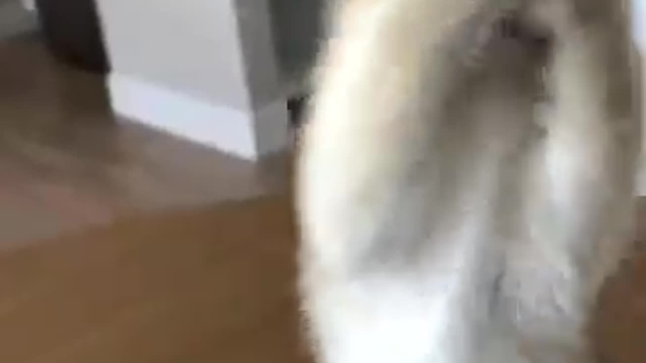 Cat videos cute cats kittens
