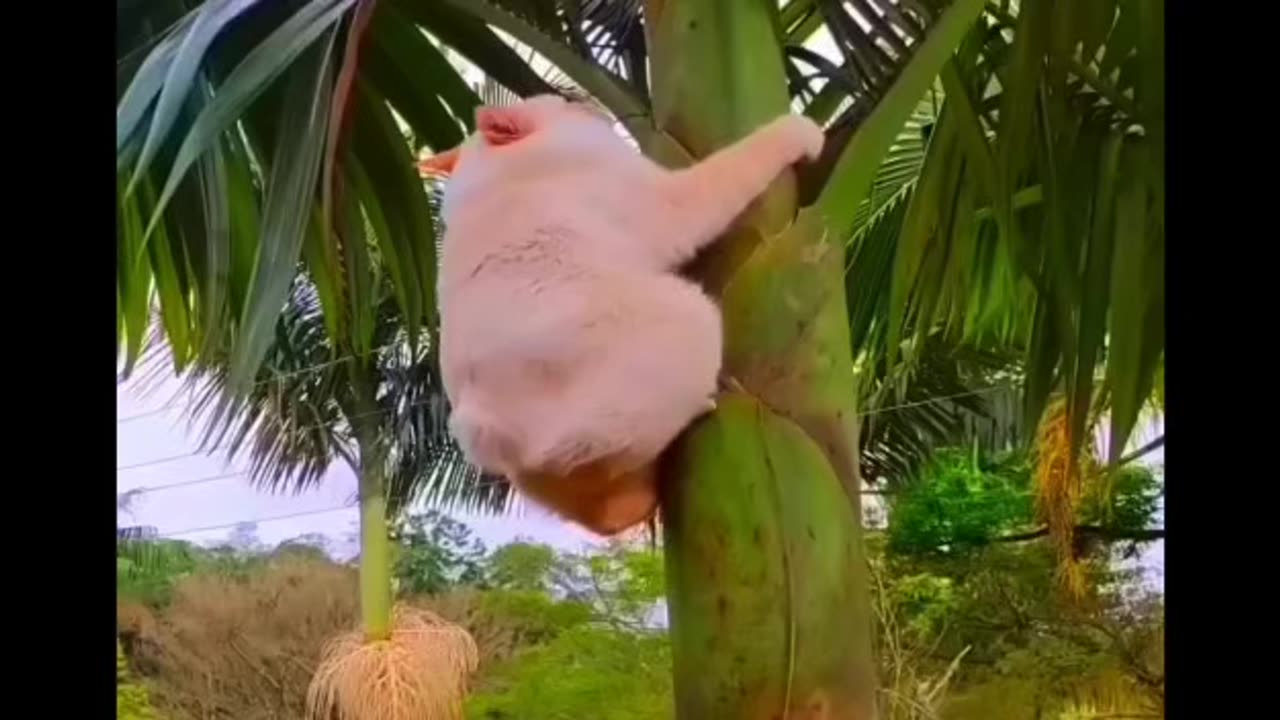 Funny video part 8