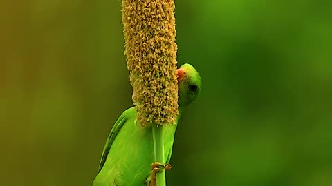 Wildlife & Funs