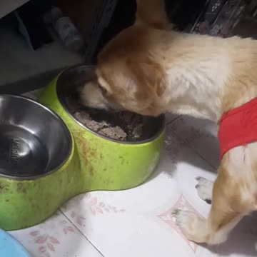 My Dog Eating Fast