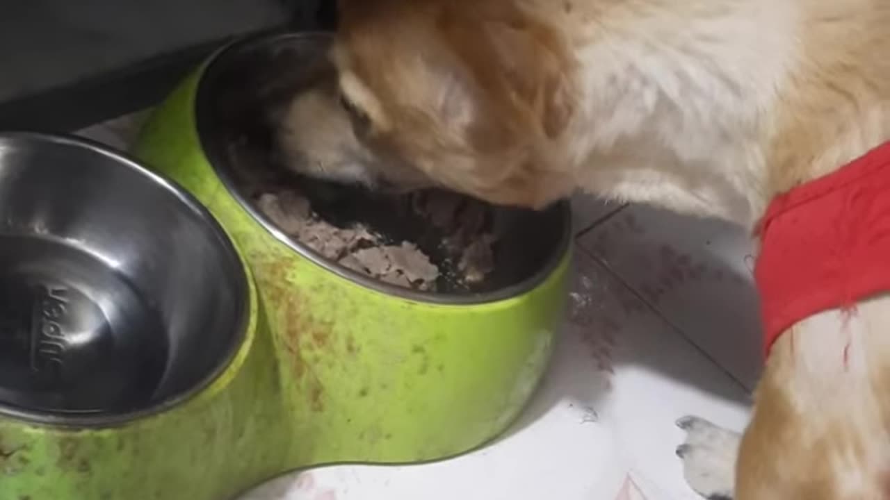 My Dog Eating Fast