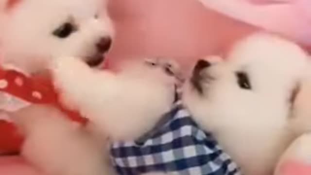 Puppy funny video love dogs