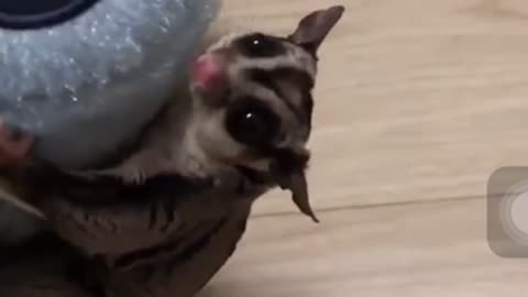 Sugar Glider- A funny and cute Sugar Glider videos compilation