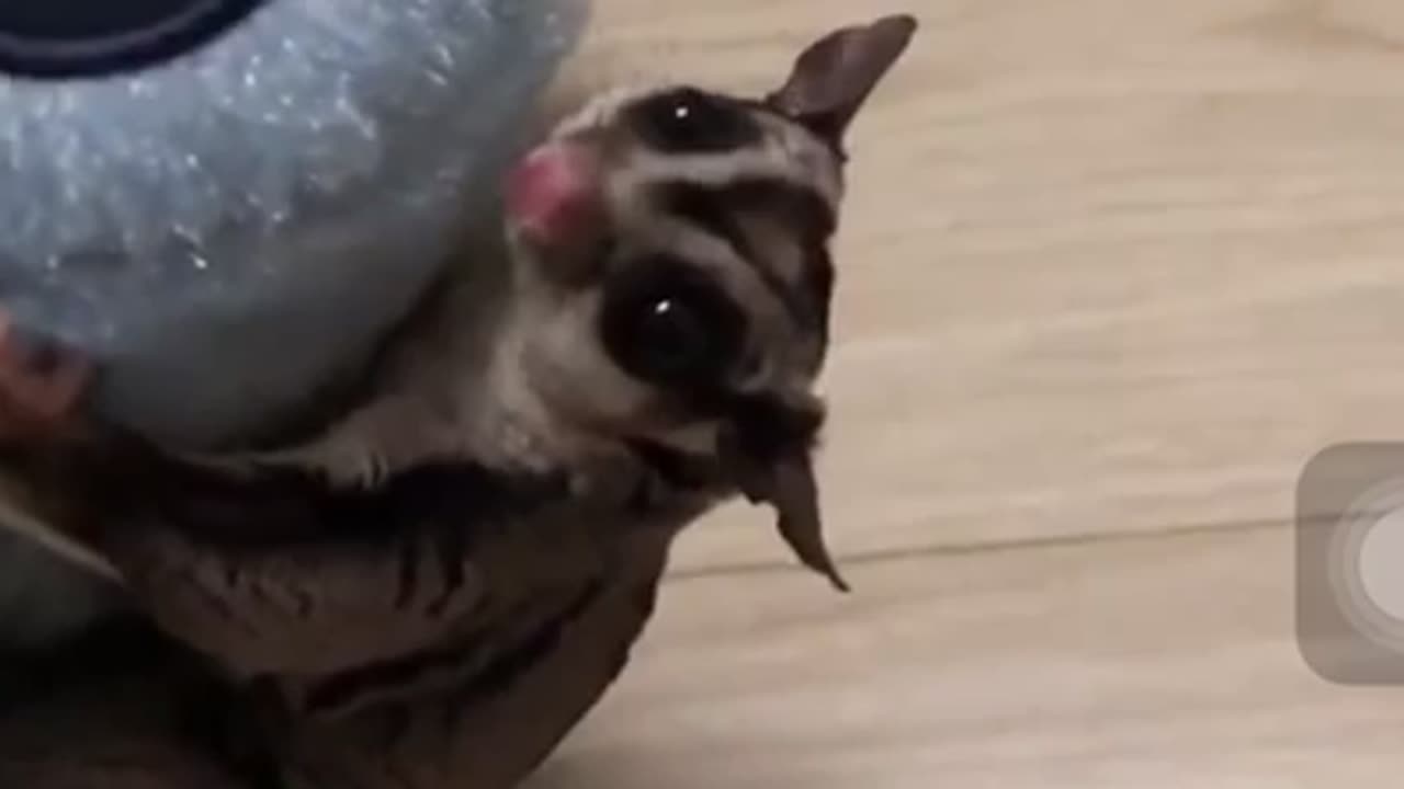 Sugar Glider- A funny and cute Sugar Glider videos compilation