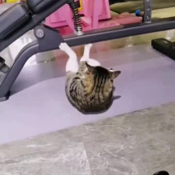 γάτος κάνει κάμψεις