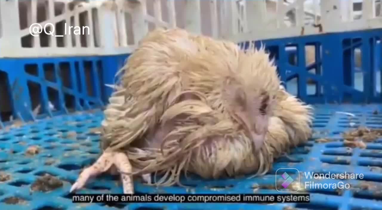 Children of Satan 💥