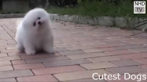 Cutest dog in the world children love this videos