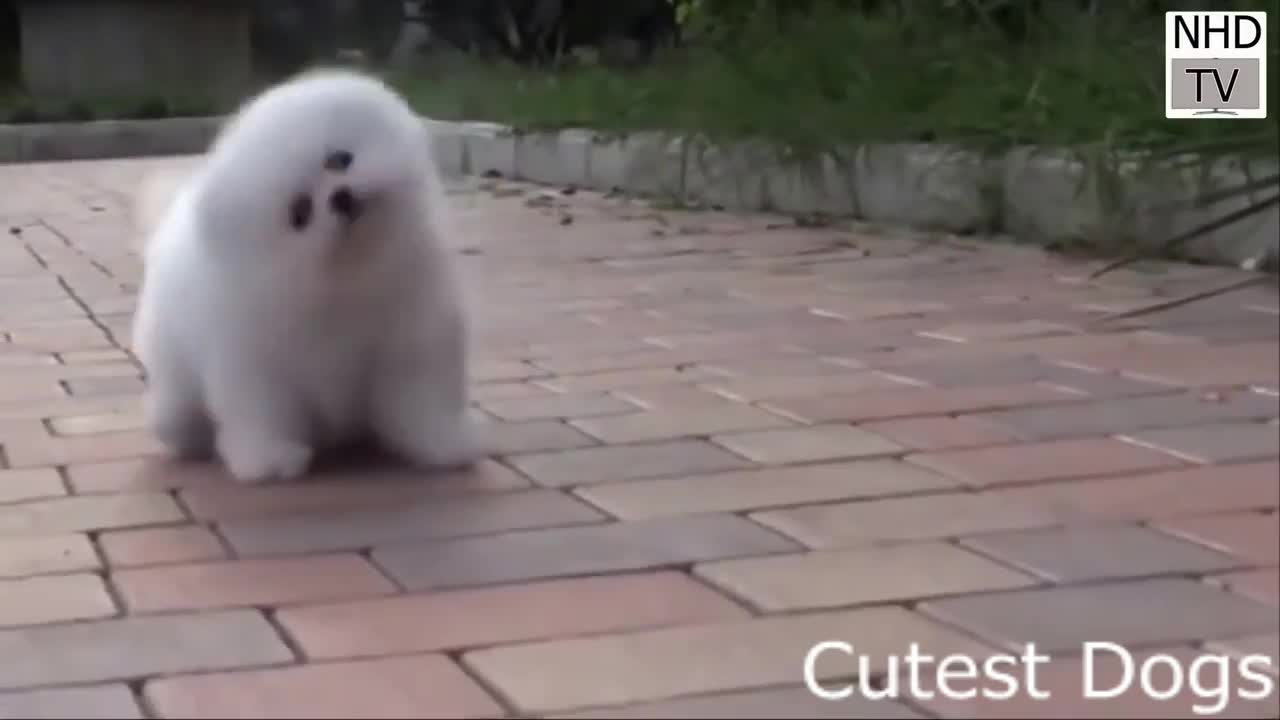 Cutest dog in the world children love this videos