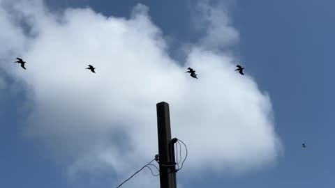 URBAN HUNTING FOR PELICANS