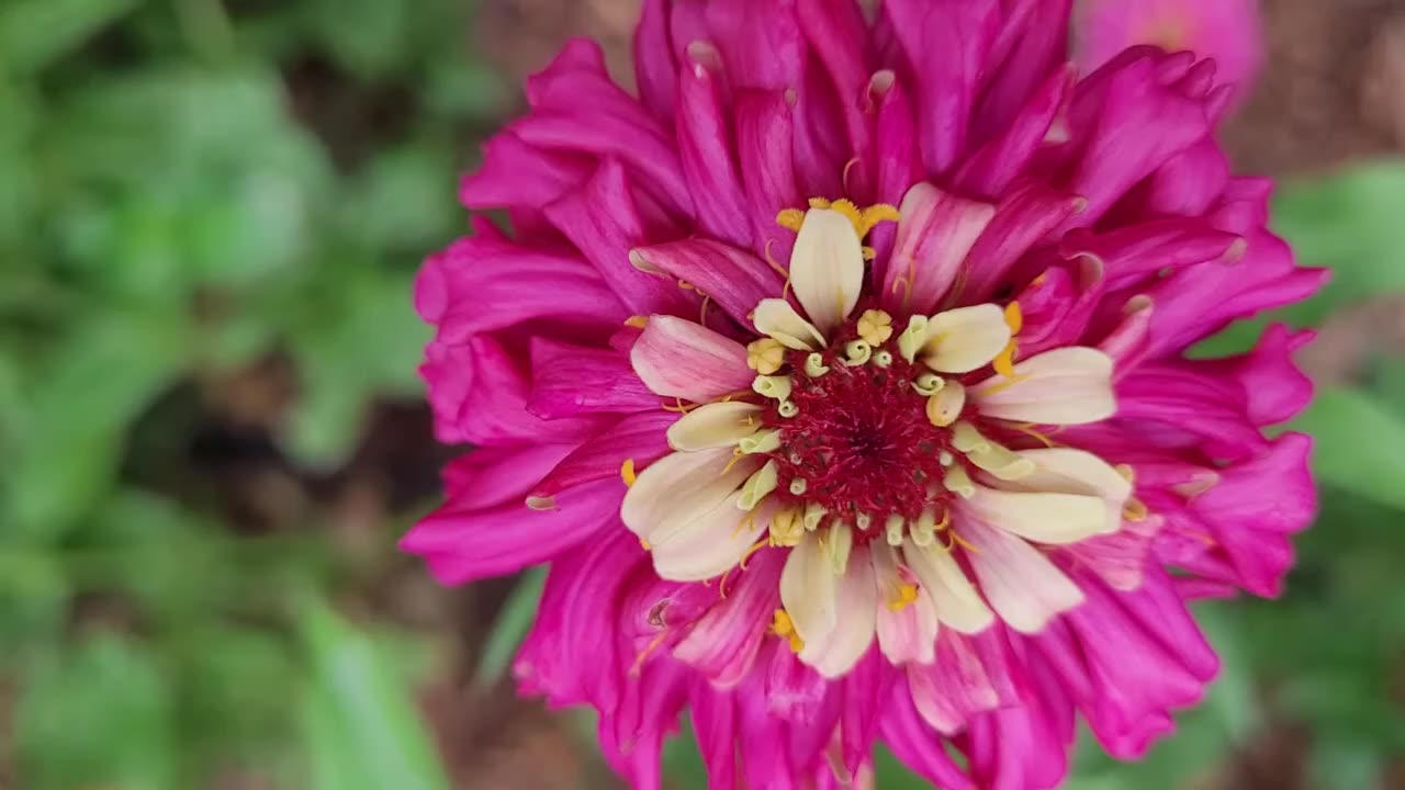 Zinnias Are One of My Favorite Flowers