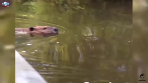 Beaver attacks father and 7-year-old daughter kayaking on river