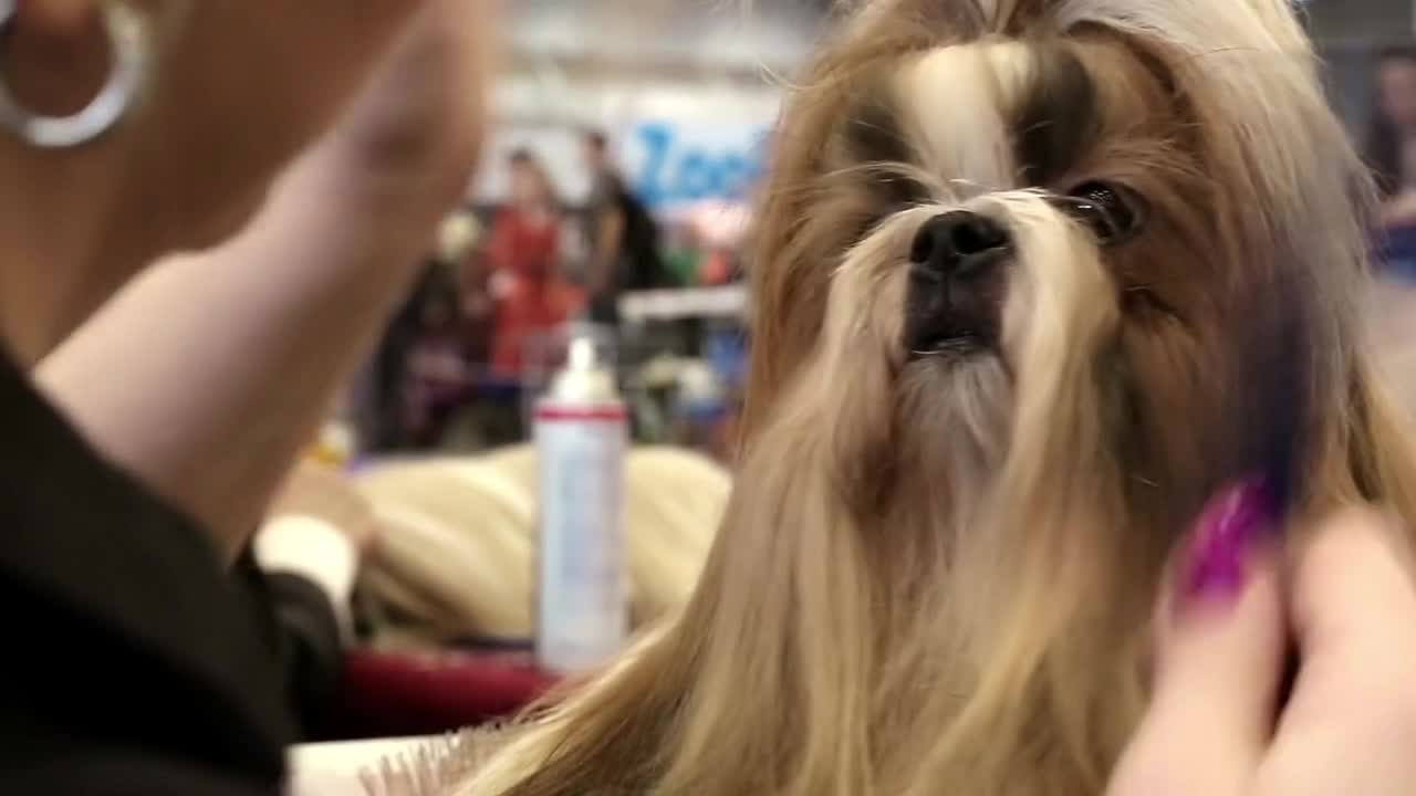 Dog show Woman makes a stylish haircut for Shih Tzu chinese breed of dog