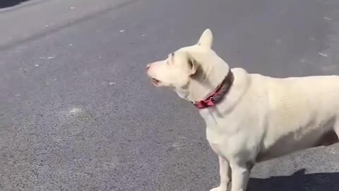 Cut cute video 😺😺