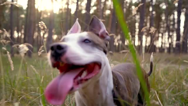 dog staff runs through the forest at sunset slow motion