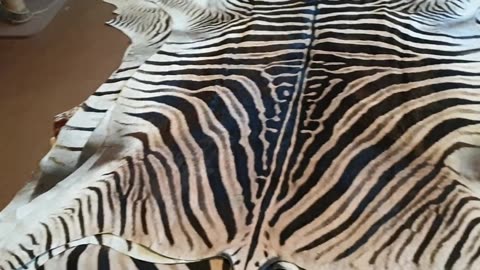 Small Zebra skin for client