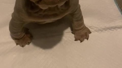 funny|prank|jokes|funny jokes|dad jokes|funny memes|funny video|fun|laughing|funny animal|knock