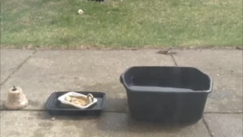 Magpies birds swimming pool in back door