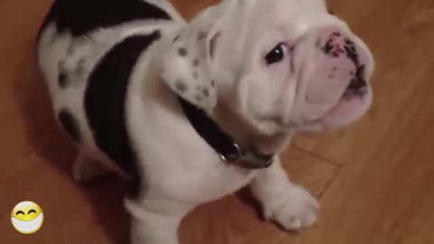 Cute Videos