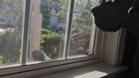 Great Dane Sits On Chair