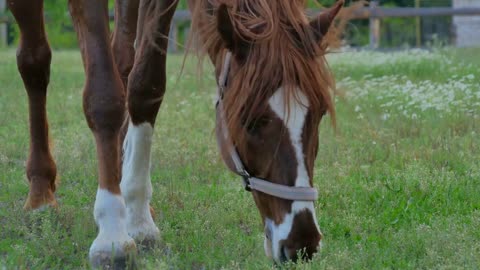 Close-up - brown horse grazing on the meadow