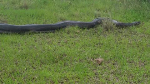 Massive python spotted in ballito