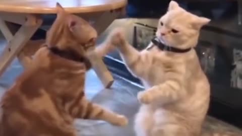 omg so funny cute cat 2021