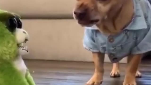 Funny Animals - Try not to laugh 😂
