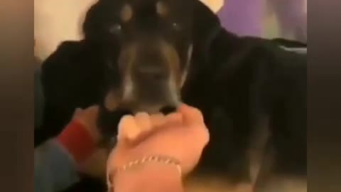 Dog Video