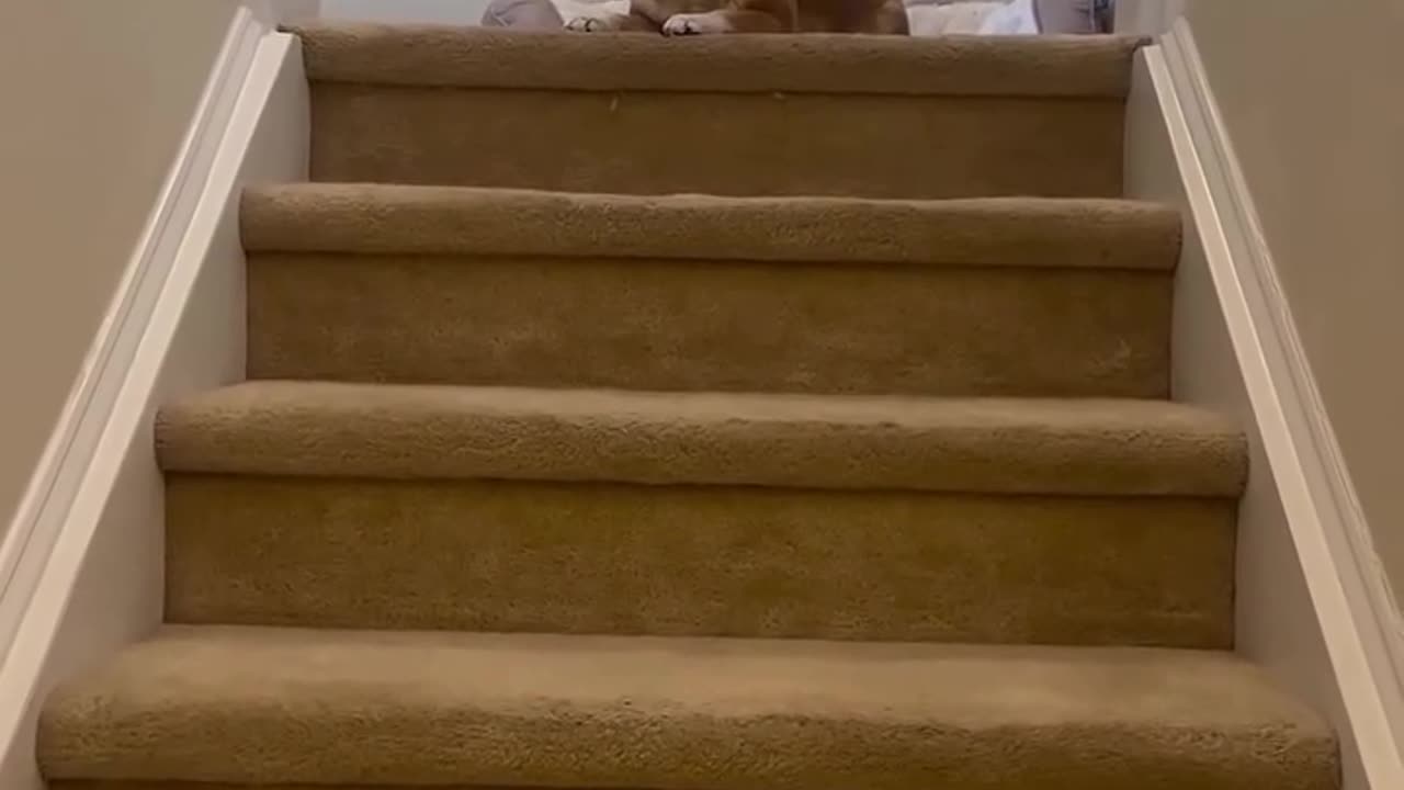 Going for a walk