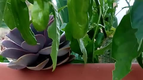 Do you know what kind of chili pepper this is? | The Rural Outdoors