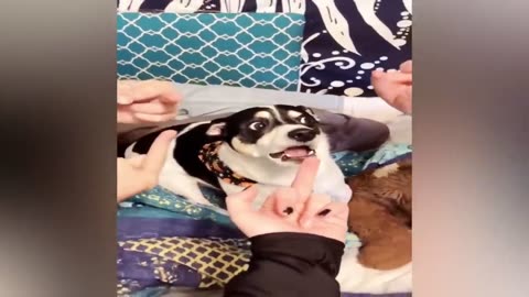 Funny pet 🐶